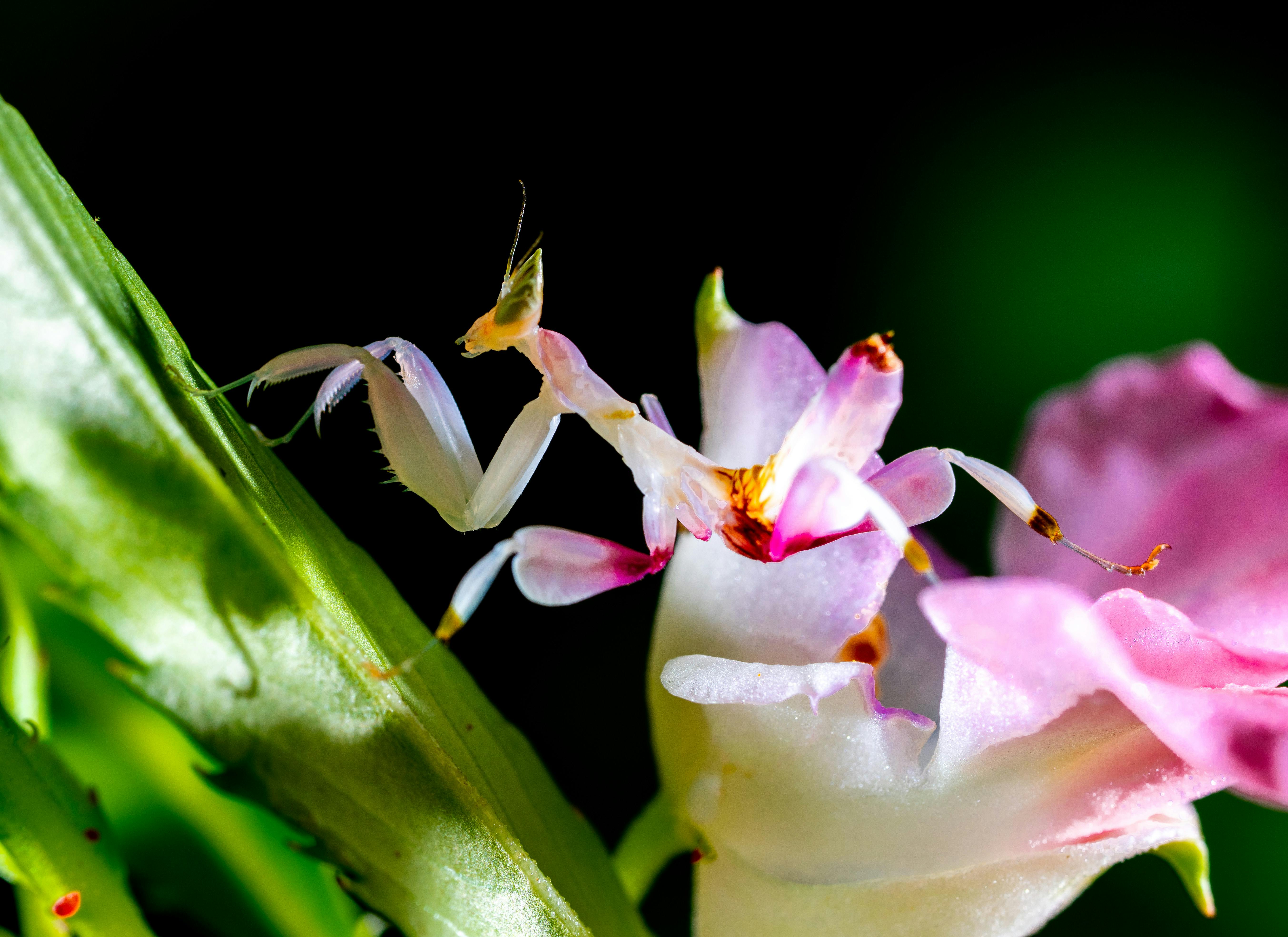 Mantis Action Sequence in Marvel Comics